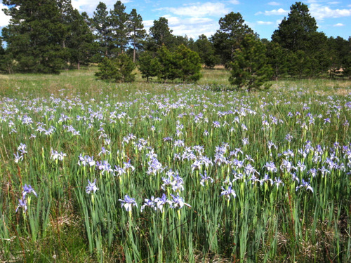 Field of Wild Irises, Black Forest, Colorado.